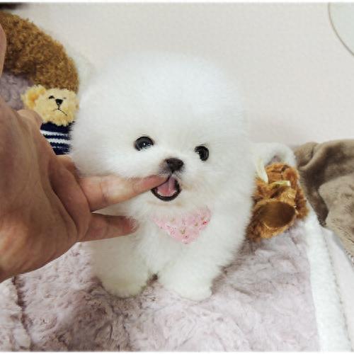 十大最喜欢养的狗狗排行榜(比较推荐养的十大狗狗)插图2