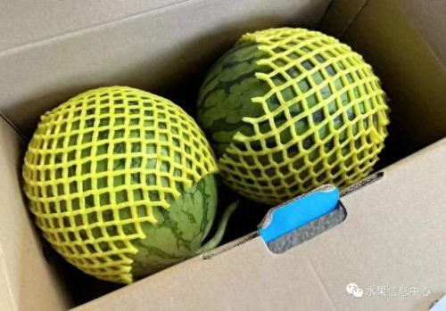 西瓜品种大小十大排行榜(露天西瓜哪个品种好)插图24