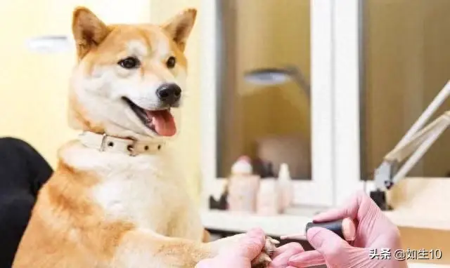 十大体味最轻的狗排行榜(体味最轻的七种狗)插图2