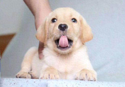 十大最喜欢养的狗狗排行榜(比较推荐养的十大狗狗)插图4