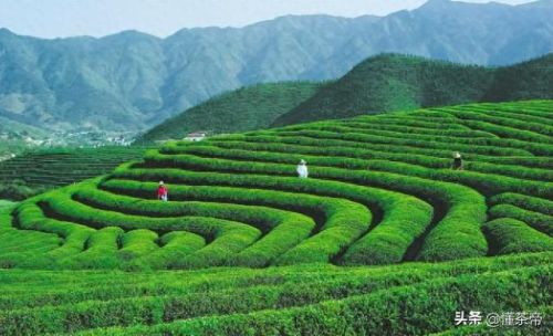 红茶十大知名品牌排行榜(十大高端红茶品牌排行榜前十名)插图6