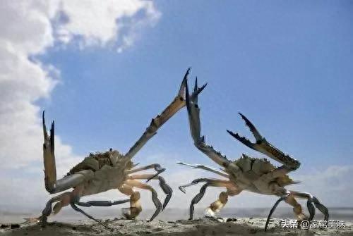 阳澄湖十大名蟹排行榜最新(阳澄湖1998蟹卡多少钱)插图9 阳澄湖十大名蟹排行榜最新(阳澄湖1998蟹卡多少钱)插图9