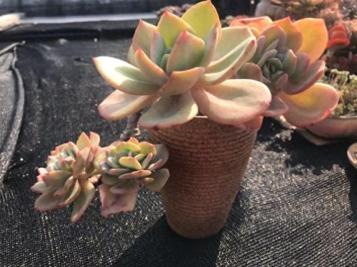 十大最美老桩多肉排行榜(大老桩多肉)