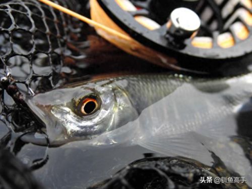 山西钓鱼品种排名前十(山西运城钓鱼的水库)插图13 山西钓鱼品种排名前十(山西运城钓鱼的水库)插图13