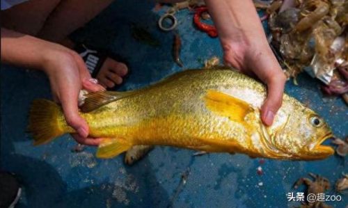 世界十大鱼缸品牌排行榜(中国鱼缸品牌十大排名)插图1