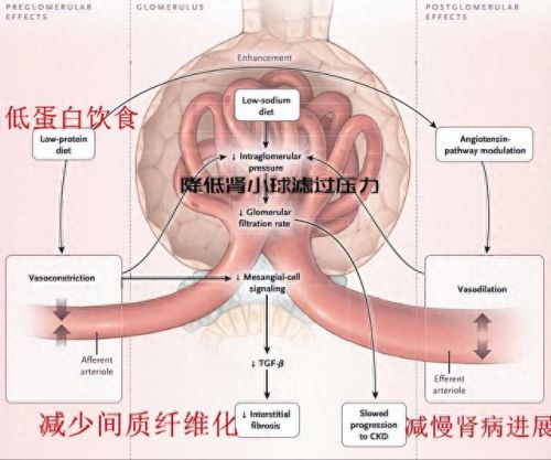 十大低质蛋白食物排行榜(不含蛋白质食物一览表)插图 十大低质蛋白食物排行榜(不含蛋白质食物一览表)插图