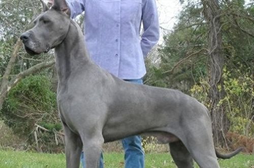 世界十大巨型犬排行榜排名(世界十大大型犬排名)