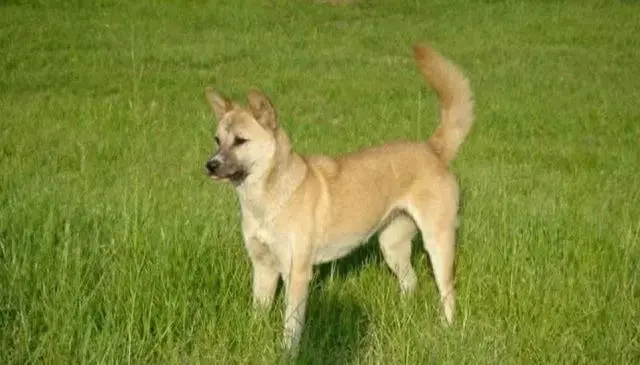 全国十大神犬排行榜最新(神犬追风)插图 全国十大神犬排行榜最新(神犬追风)插图