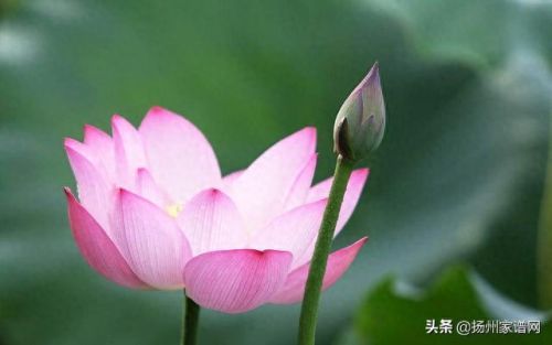 扬州十大家族排行榜最新(扬州有哪些名门望族)插图