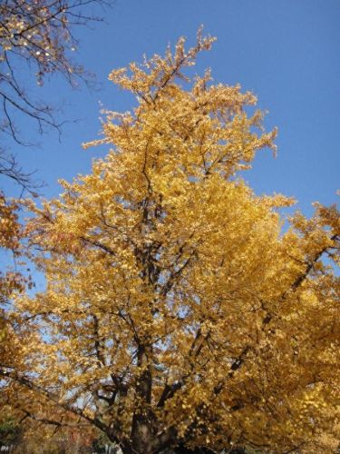 十大净化空气植物排行榜最新图片(空气净化植物名单大全)插图7 十大净化空气植物排行榜最新图片(空气净化植物名单大全)插图7