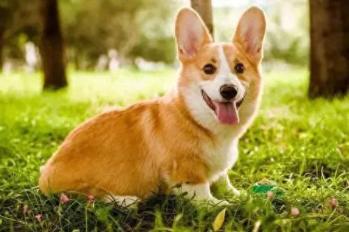 宠物犬名字排行榜前十大(宠物犬排名前十名大全)插图7