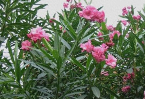 世界上十大剧毒植物排行榜(能通过皮肤吸收的剧毒)插图8