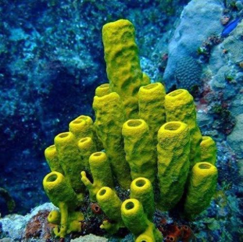 动物排行榜之十大动物祖先(十大古老动物排行榜)插图8 动物排行榜之十大动物祖先(十大古老动物排行榜)插图8