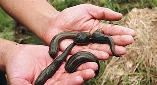 缅甸的十大小吃品牌排行榜(缅甸十大美食排行榜)插图