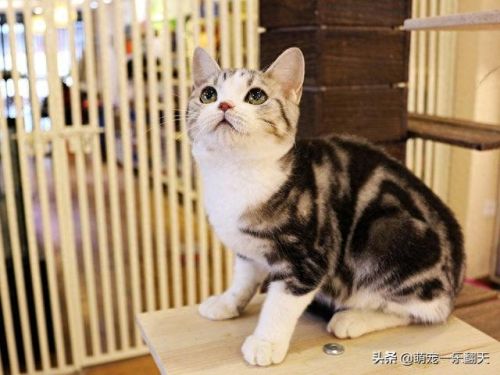 十大可爱小猫品种排行榜(名贵小猫的种类)插图3