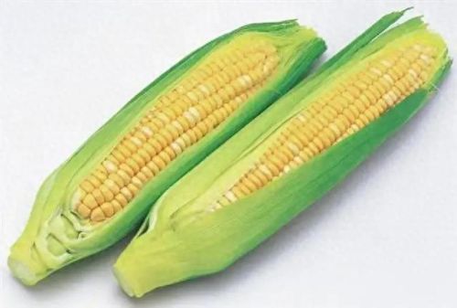 中国玉米产地十大排行榜(中国玉米种子十大品牌)插图7