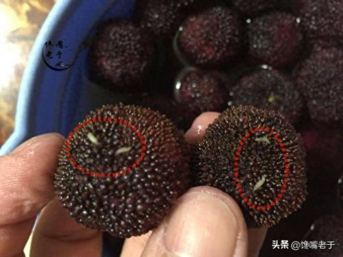 十大洗不干净的水果排行榜(哪四种水果不干净)插图3 十大洗不干净的水果排行榜(哪四种水果不干净)插图3