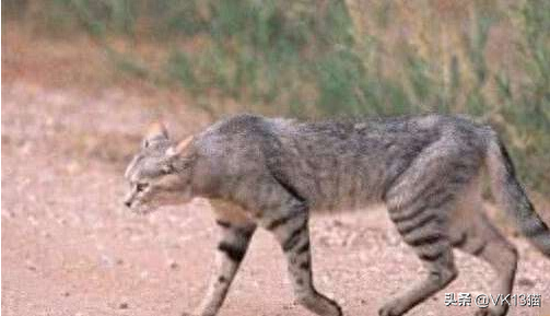 凶猛的猫十大排行榜(十大品牌猫)插图5