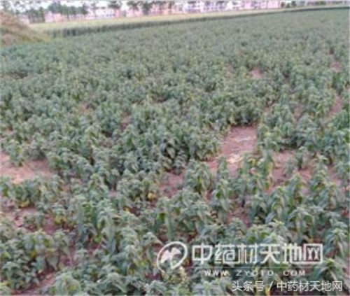 全球薄荷产量排名前十(薄荷全世界一年产量有多少)插图1