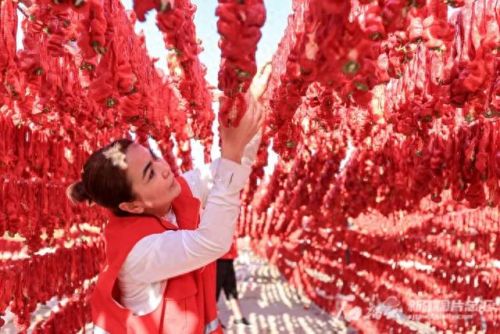 国内辣椒种植排名前十(各省种植辣椒量排名)插图6