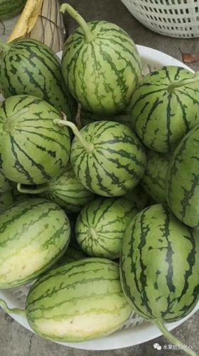 西瓜品种大小十大排行榜(露天西瓜哪个品种好)插图14