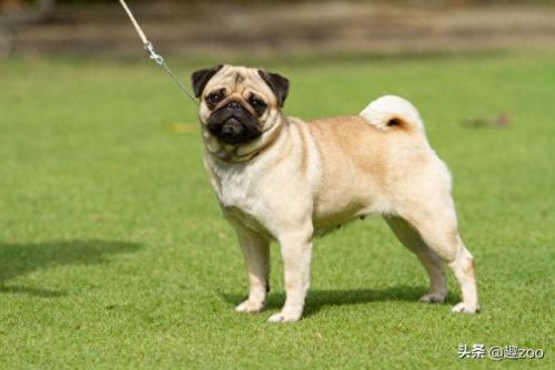 最可爱宠物十大排行榜(全国最火的十种宠物)插图6