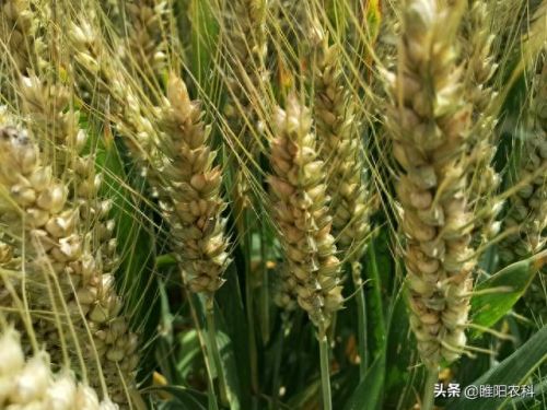 安徽小麦品牌排名前十(安徽小麦亩产)插图2 安徽小麦品牌排名前十(安徽小麦亩产)插图2