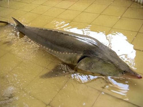 十大土豪鱼排行榜最新视频(雷龙鱼十大禁忌)插图6