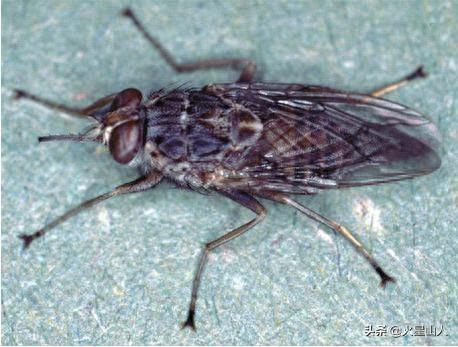 世界十大致命昆虫物排行榜(世界上最毒的10种昆虫)插图6