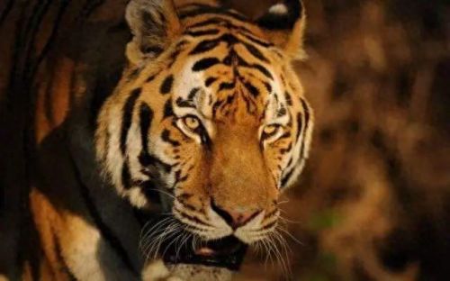 十大巨兽排行榜非洲野狮(以前最厉害的巨狮排行)