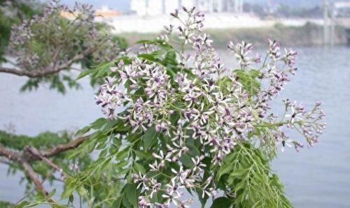 十大净化空气植物排行榜最新图片(空气净化植物名单大全)插图8 十大净化空气植物排行榜最新图片(空气净化植物名单大全)插图8