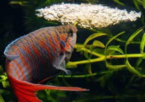 斗鱼最强品种排名前十(斗鱼最漂亮的品种)插图 斗鱼最强品种排名前十(斗鱼最漂亮的品种)插图