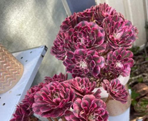 十大最美老桩多肉排行榜(大老桩多肉)插图9