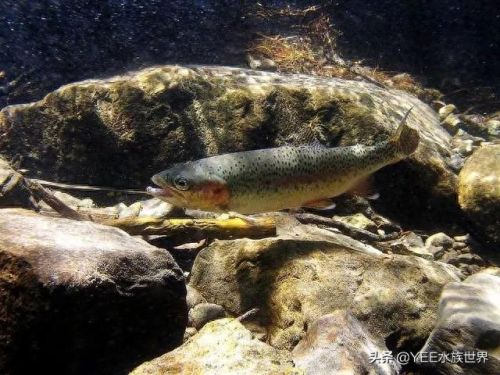 鱼缸增色灯十大名牌排行榜(鱼缸增色灯推荐)