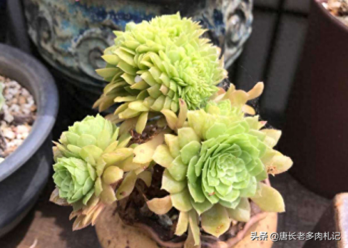 十大最美法师多肉排行榜(多肉法师全锦好养吗)插图4 十大最美法师多肉排行榜(多肉法师全锦好养吗)插图4