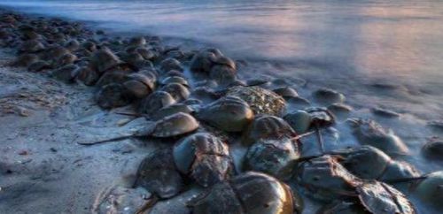 动物排行榜之十大动物祖先(十大古老动物排行榜)插图7 动物排行榜之十大动物祖先(十大古老动物排行榜)插图7