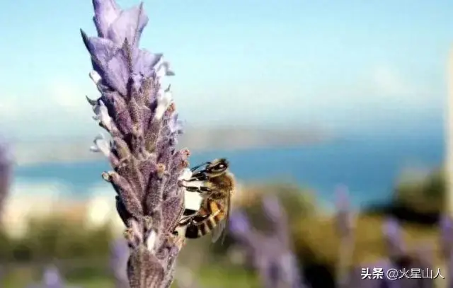 世界十大致命昆虫物排行榜(世界上最毒的10种昆虫)插图7