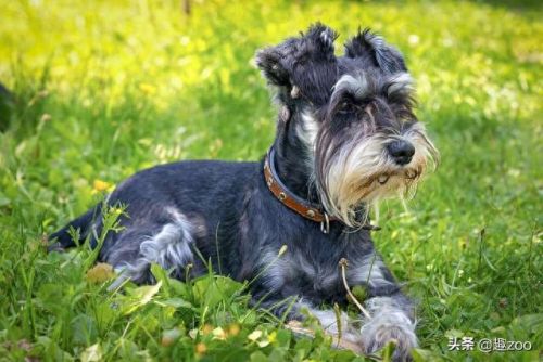 最可爱宠物十大排行榜(全国最火的十种宠物)插图7