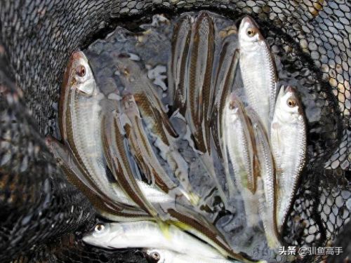 山西钓鱼品种排名前十(山西运城钓鱼的水库)插图17 山西钓鱼品种排名前十(山西运城钓鱼的水库)插图17