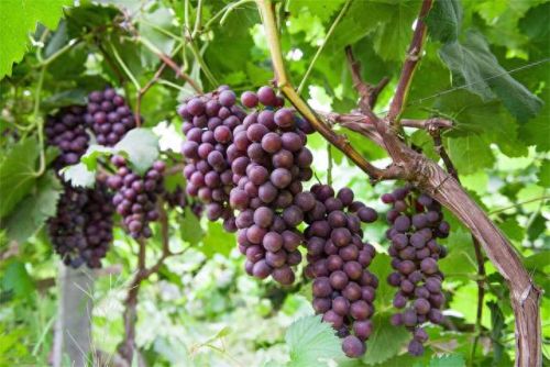 鲜食葡萄品种排名前十(最好吃葡萄排名前十名)插图1