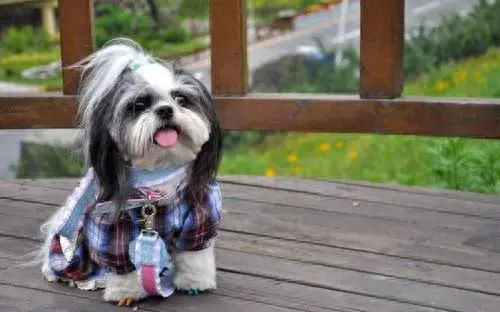 宠物犬名字排行榜前十大(宠物犬排名前十名大全)插图6