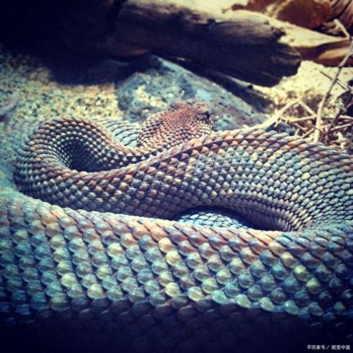热带雨林十大蛇排行榜(农村十大土蛇)插图7