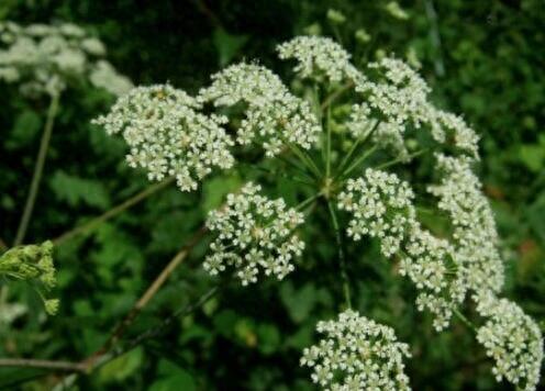 世界上十大剧毒植物排行榜(能通过皮肤吸收的剧毒)插图7