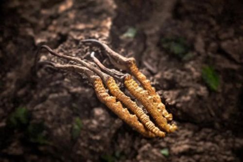 人参药材厂家排名前十(人参类药材价格)插图4 人参药材厂家排名前十(人参类药材价格)插图4