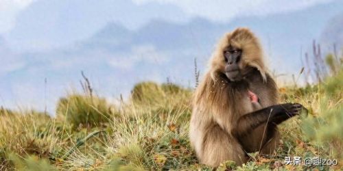 世界十大战斗猴排行榜图片(上古十大妖猴大全照片)