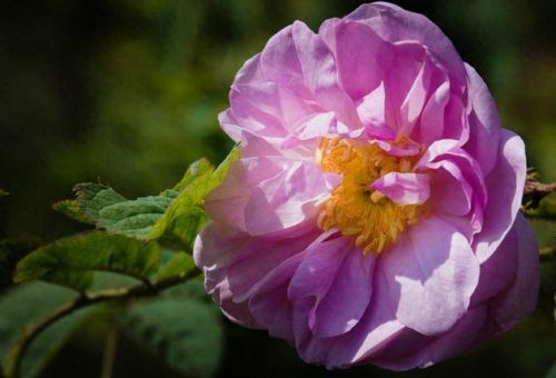 腾冲美容排名前十的(山东美容排名前十)插图