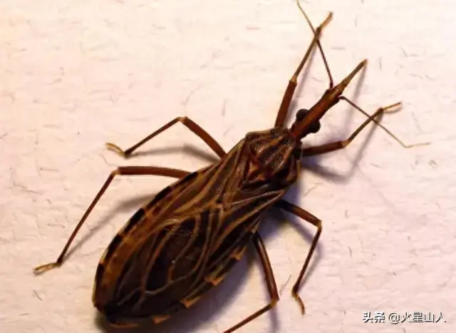 世界十大致命昆虫物排行榜(世界上最毒的10种昆虫)插图4
