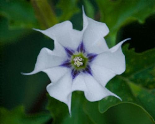 十大药用花排行榜图片及价格(娄娄花的药用价值)插图4