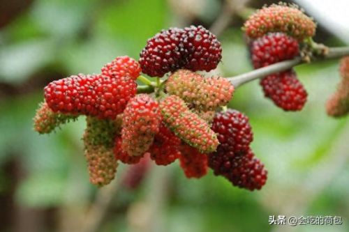 十大长寿食物排行榜最新图片大全(长寿最佳食物排行榜)插图8 十大长寿食物排行榜最新图片大全(长寿最佳食物排行榜)插图8