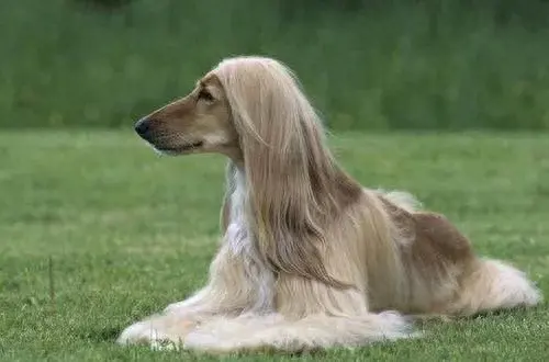 宠物犬名字排行榜前十大(宠物犬排名前十名大全)